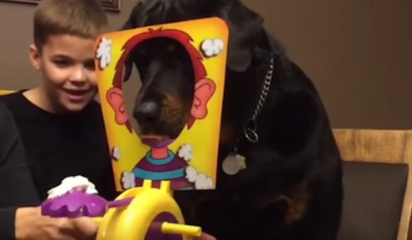 dog plays Pie game