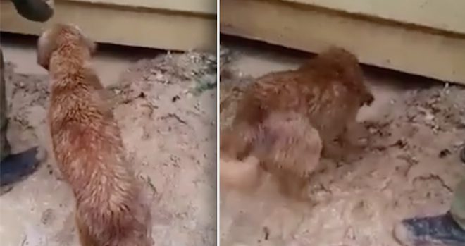 Frantic Mama Dog Cries Out For Help To Rescue Her Newborn Puppies From Drowning