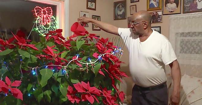 Man Grows His Late Wife’s ‘Miracle Poinsettia’ For The Past 19 Years