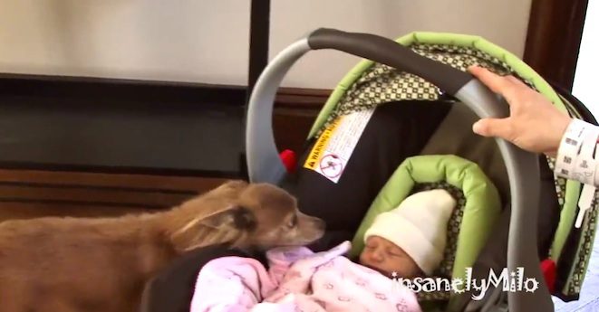 Chihuahua Meets His Baby Human Sister For The Very First Time