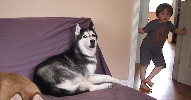 Husky Has Cutest Reaction When Her Dad Tells The Family He's Making ...