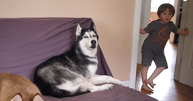 Mishka the husky