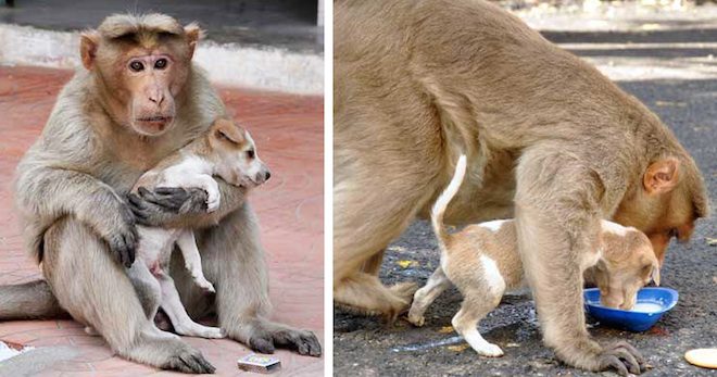 monkey adopts puppy