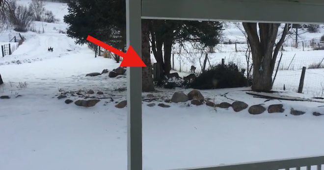 Three Mountain Lion Cubs Visit Man’s Front Porch