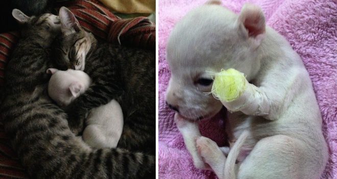 Cats Adopt Three-Legged Puppy Whose Mom Tried To Eat Him