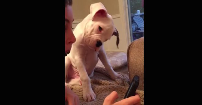 Adorable Boxer Puppy Tries To Understand The Noises Coming From Cell Phone