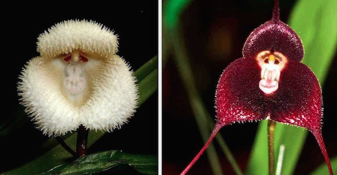 Orchids Resembling Monkeys Are Extremely Rare And Difficult To Grow
