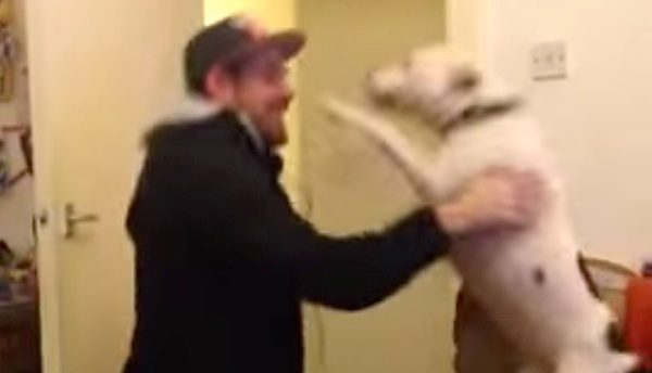 rescue dog reunited with owner
