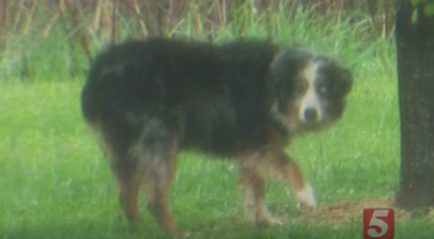 dog rescued after 4 years