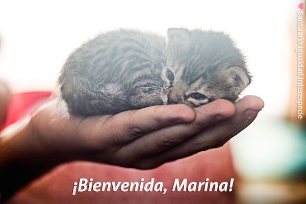 pig-kitten-3