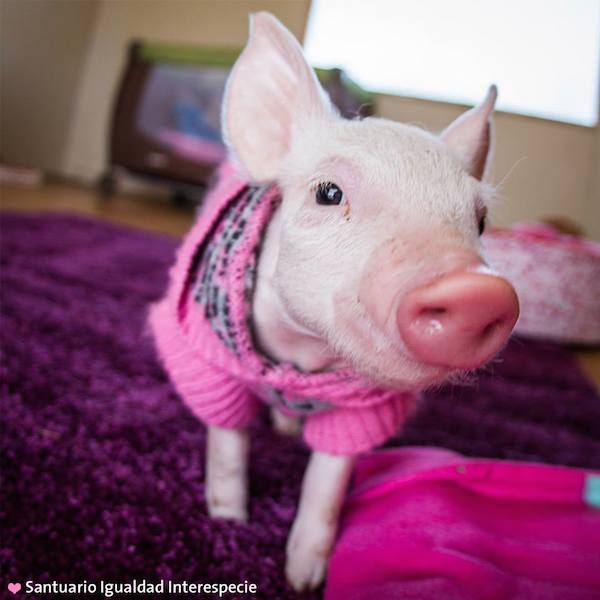 pig
