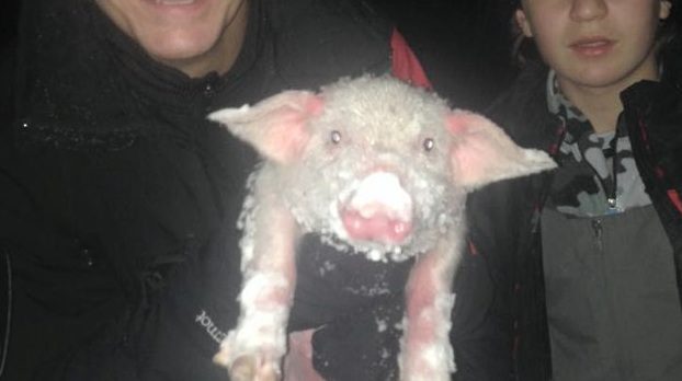 Family On Ski Vacation Rescue Freezing Piglet From Blizzard