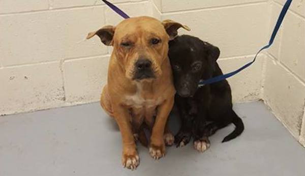 Two Frightened Pit Bulls Who Huddled Each Other At Shelter On Their Way To Brighter Future