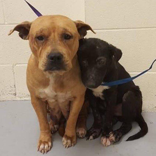 pitbulls-huddle