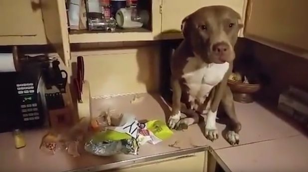 Pitbull on counter