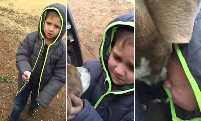 Boy Bursts Into Tears When He Reunites With His Lost Puppy