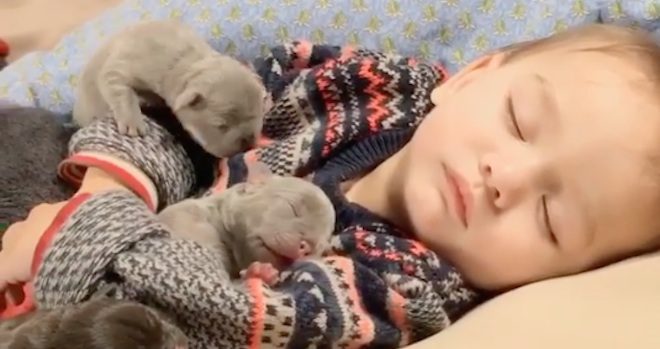 Puppies Snuggle In Close For Nap With Toddler