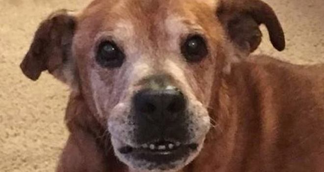 17-Year-Old Dog With ‘Old Man Problems’ Adopted, Then His New Mom Makes Heartfelt Promise