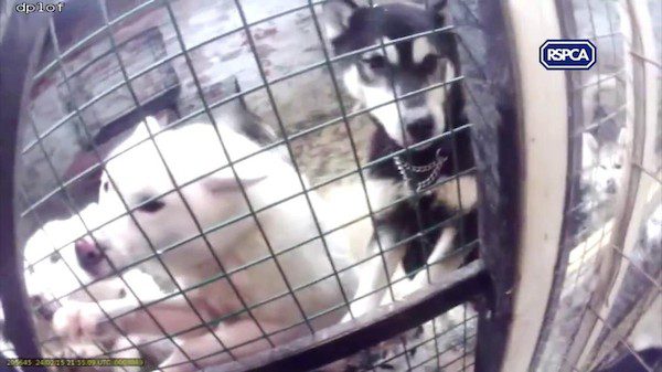 rspca-huskies-1