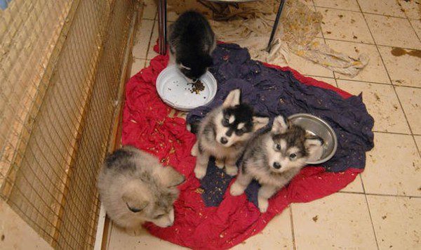 rspca-huskies