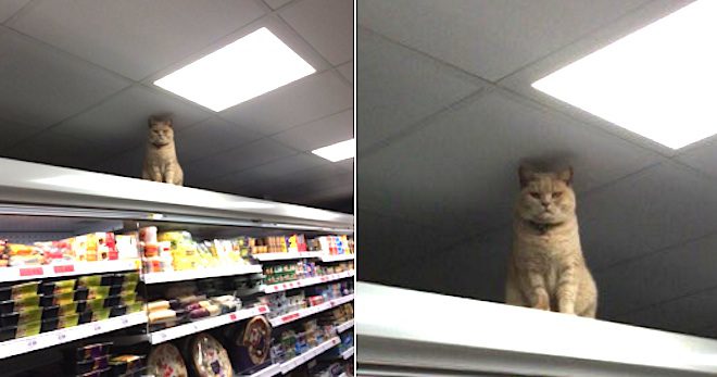 cat in sainsbury's