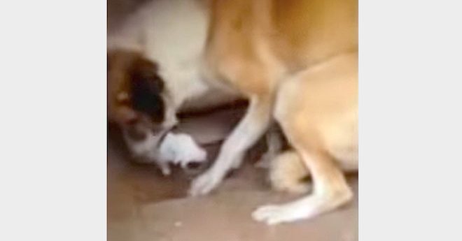 Seven Puppies And Their Mom Rescued By The Soldiers Who Cared For Them In Afghanistan