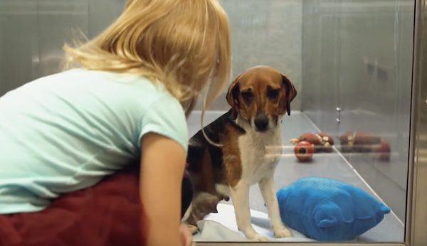 Video Captures Heartwarming Moment A Shelter Dog Looking For A Home Finds A Friend