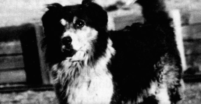 True Story Of America’s Most Loyal Dog Is One Of Undying Devotion