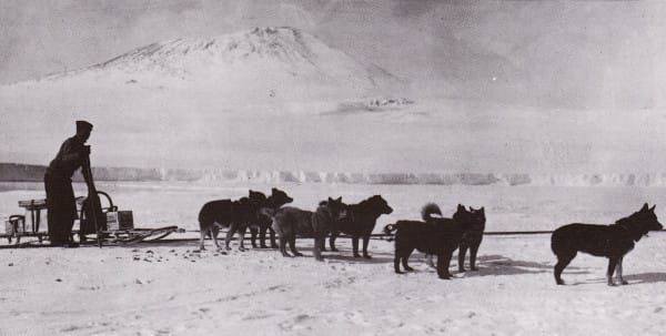 sled-dogs