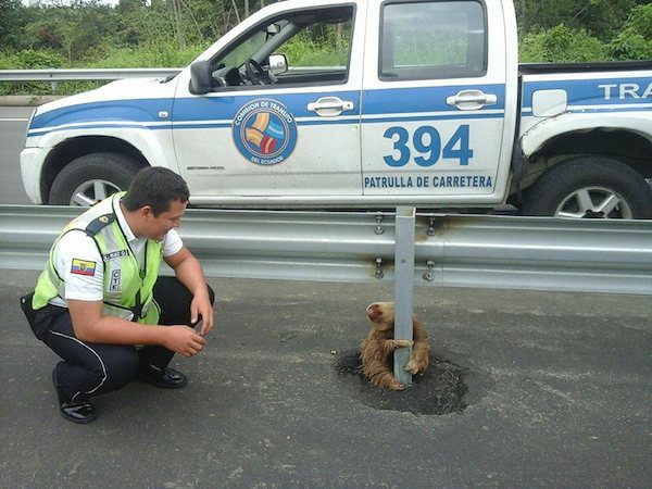 sloth-road-1