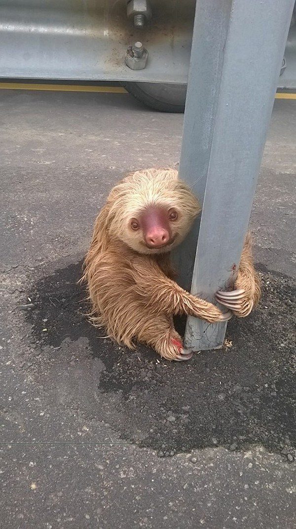 sloth-road-4