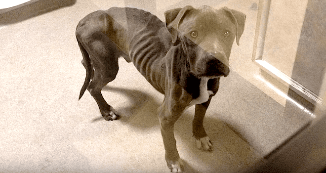 Smokey the dog