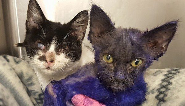 Purple Kitten’s Best Friend Smudged In Color From Cuddling Him So Much