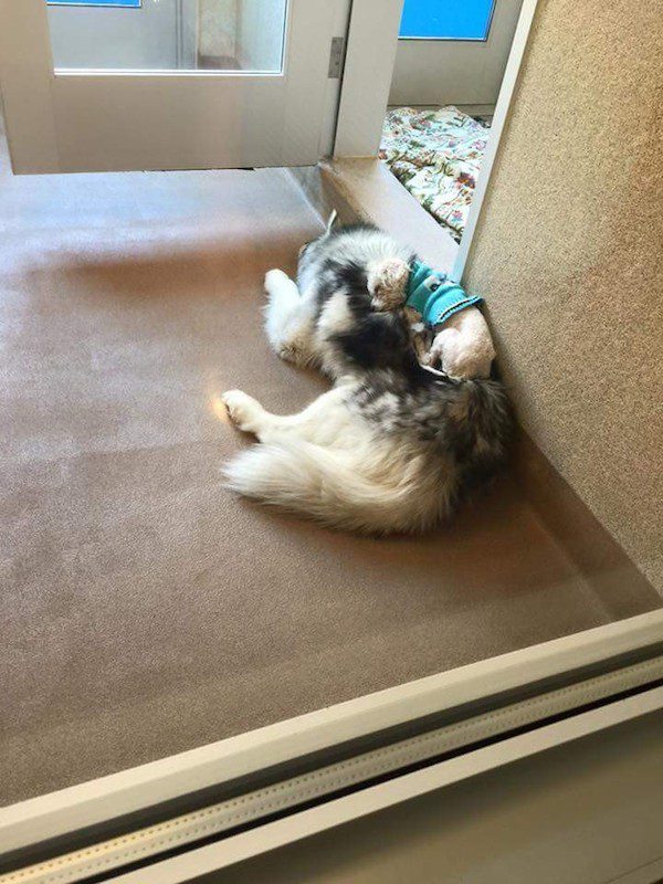spot-arlo-1