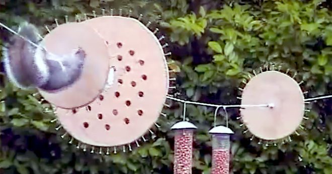 thwarting squirrels