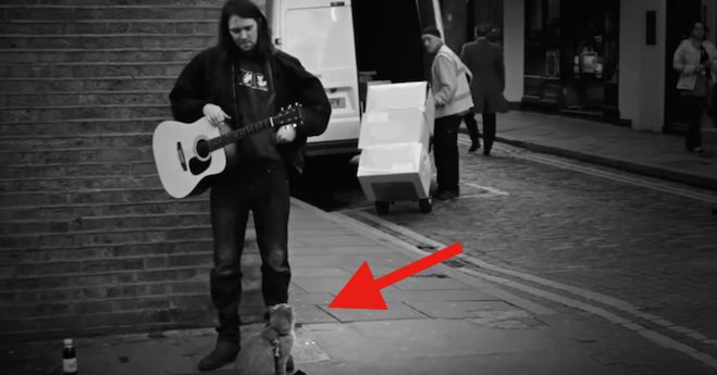 Stray Cat’s Friendship With Street Musician Changes Their Lives Forever
