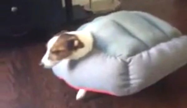 Jack Russell Terrier Gets Stuck In His Dog Bed With Hilarious Results
