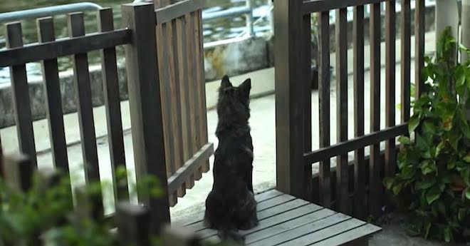 thai ad of girl and dog