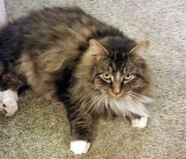 thomas-cat