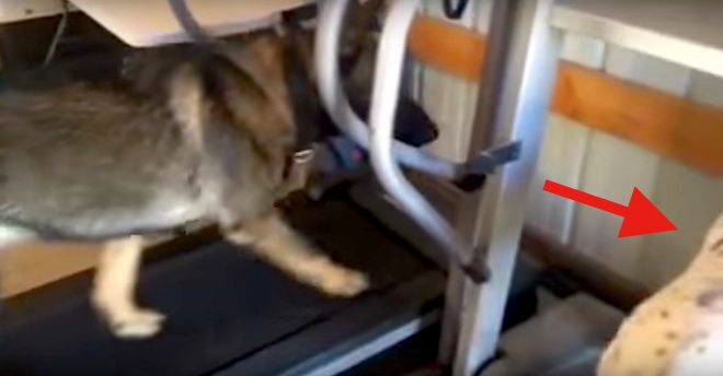 dogs on treadmill