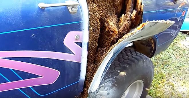Man About To Repair His Truck Discovers Giant Beehive Inside