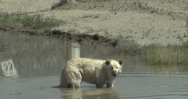 Rescuers Desperately Try To Save White German Shepherd Abandoned In Desert As Time Runs Out