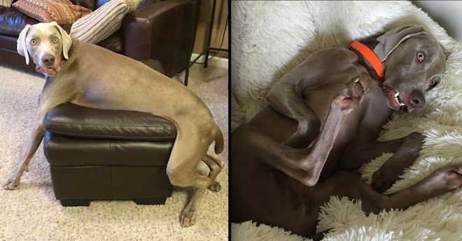 Weimaraner Relaxes In The Goofiest Way You Will Ever See