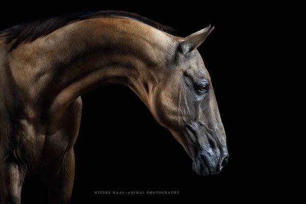 Akhal Teke by Wiebke Haas