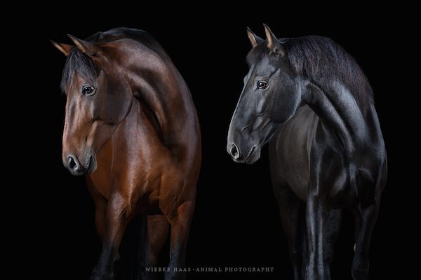 Basilio and Ovetense by Wiebke Haas