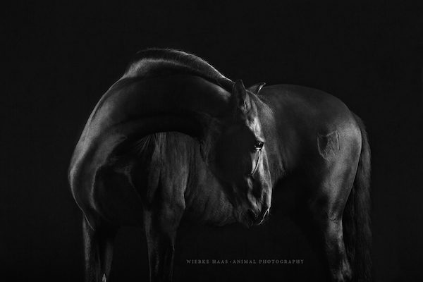 Black Beauty by Wiebke Haas
