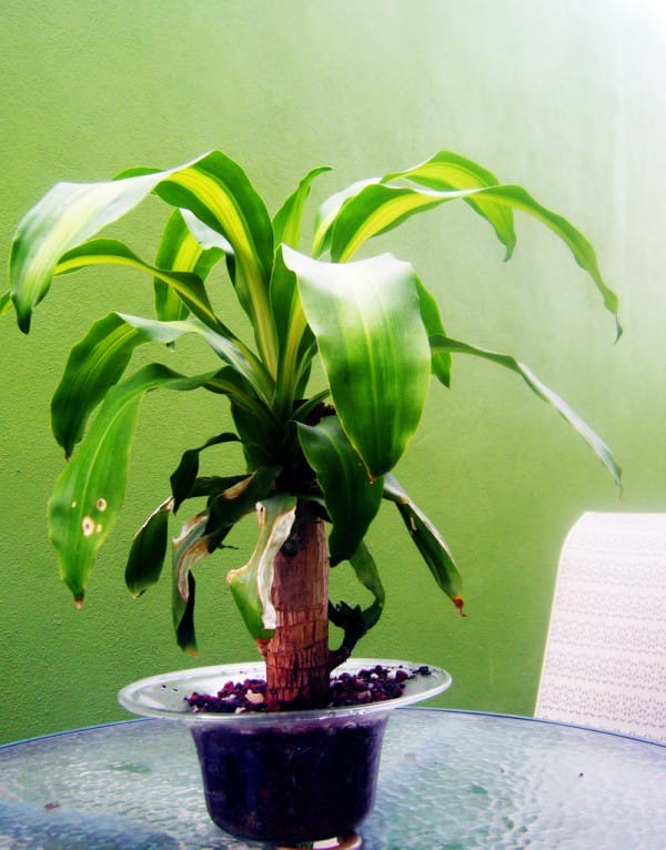 Dracaena