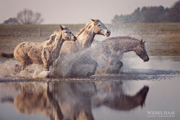 by Wiebke Haas