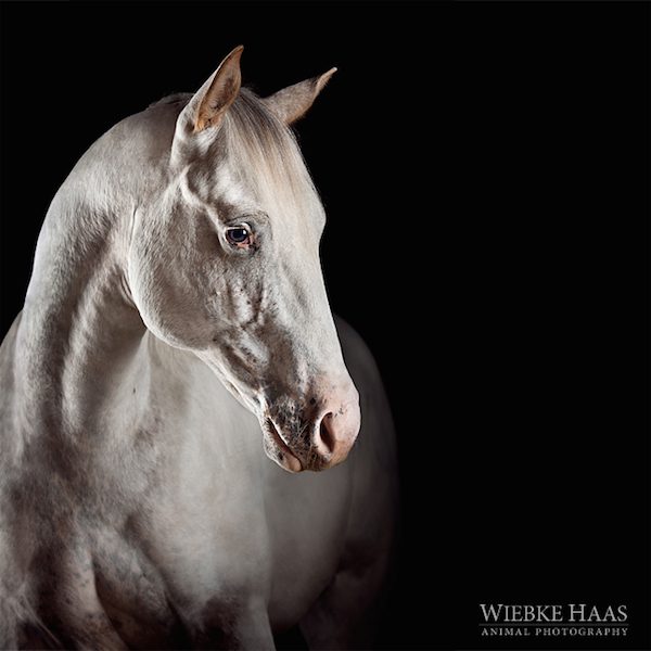 Gentle Yuma by Wiebke Haas