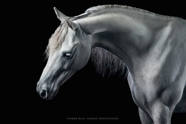 Marble by Wiebke Haas